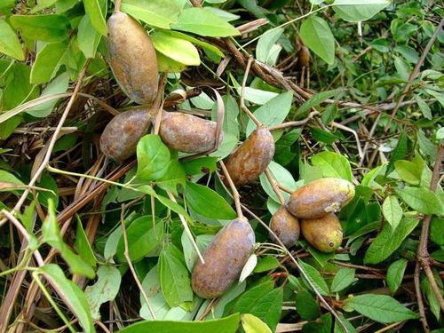 小时候吃八月瓜视频下载,八月瓜美味时光，重温儿时美味瞬间