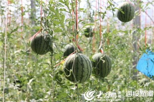 浪山视频吃瓜,揭秘娱乐圈吃瓜背后的真相