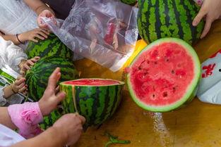 吃鱼吃瓜吃饭视频播放,饭桌上的视听盛宴