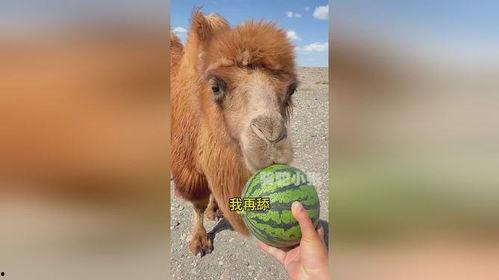 骆驼吃不吃葫芦瓜呢视频,它们真的能吃吗？