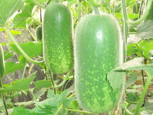 脉动吃瓜视频大全,视频大全带你领略欢乐瞬间