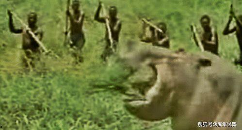 霸王龙吃蜜瓜视频大全,蜜瓜盛宴视频大盘点