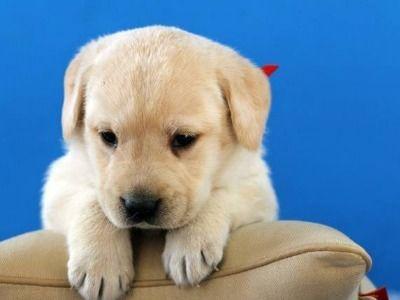 幼犬可以吃沙白瓜吗视频,幼犬可食用沙白瓜？视频揭秘幼犬饮食新选择