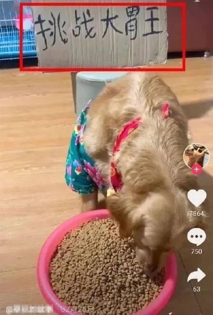 蒲瓜可以给狗狗吃吗视频,狗狗的健康美食探索