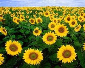 雾草没吃瓜向日葵视频,揭秘向日葵背后的故事