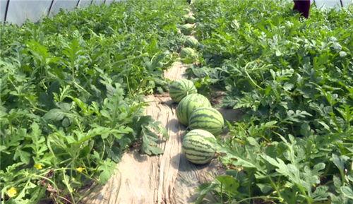 临沂最新吃瓜事件视频,视频揭秘惊人真相